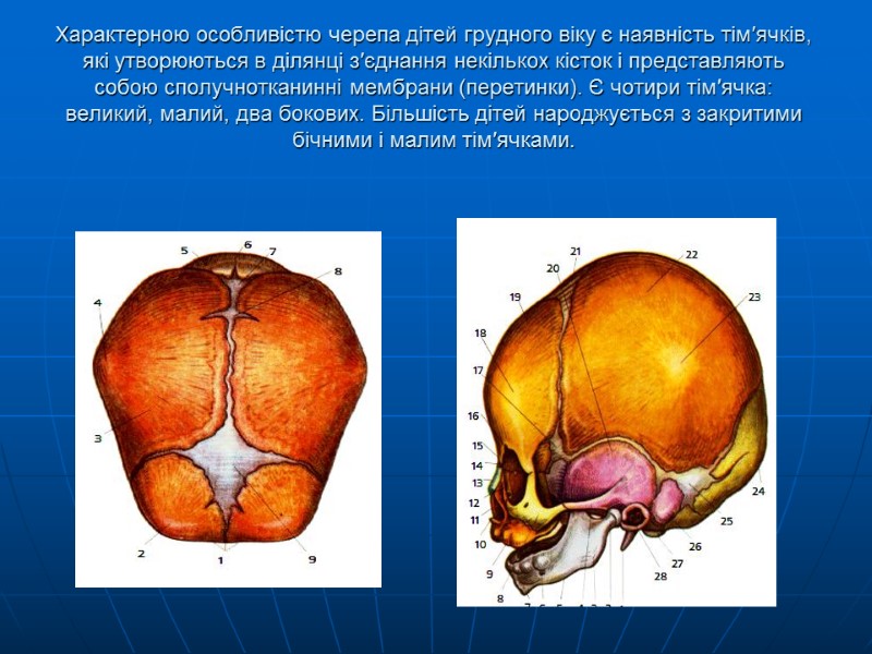 Характерною особливістю черепа дітей грудного віку є наявність тім′ячків, які утворюються в ділянці з′єднання
